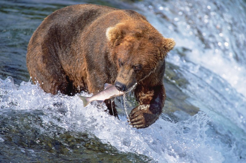 A brown bear catches a salmon at Brooks Falls in Katmai National Park, Alaska. Photo: Princess Cruises